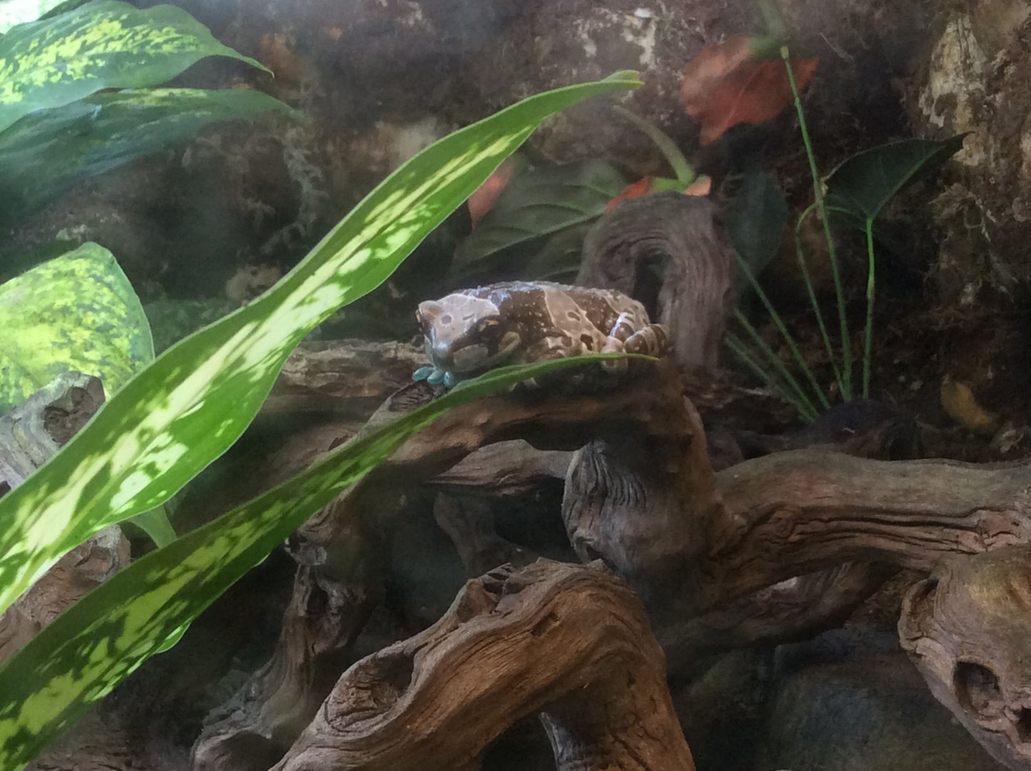 Amazon milk frog 270517