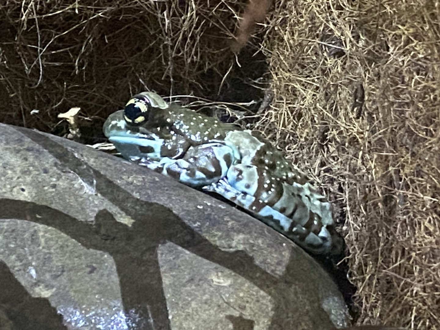 Amazon milk frog 290224