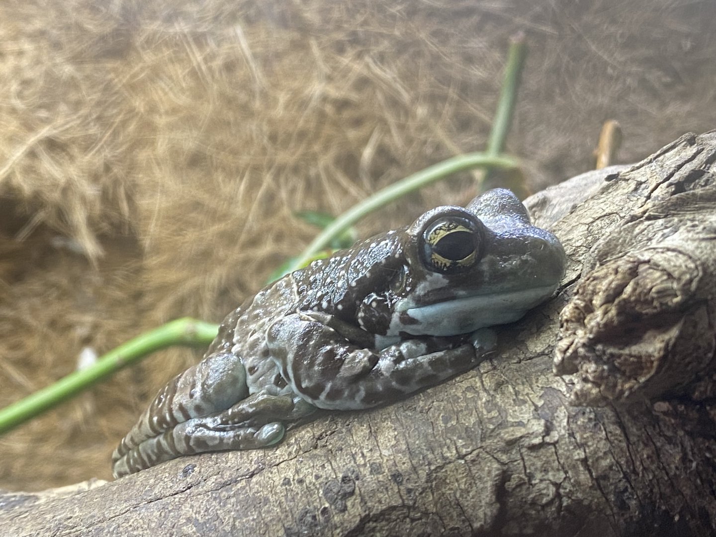 Amazon milk frog 290224