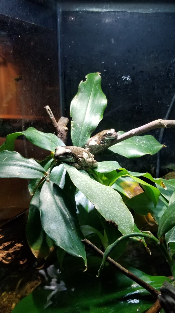 Amazon Milk Frog, Amazonia