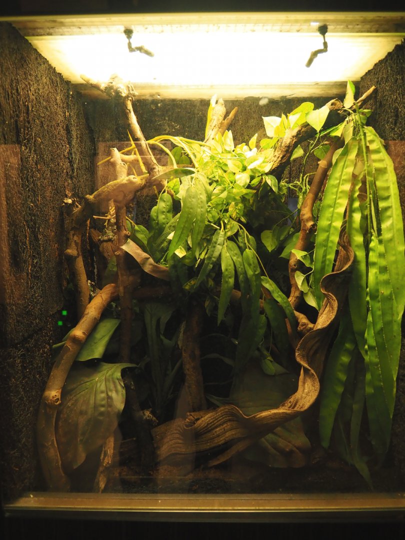 Amazon milk frog and anole terrarium, 2020-09-20
