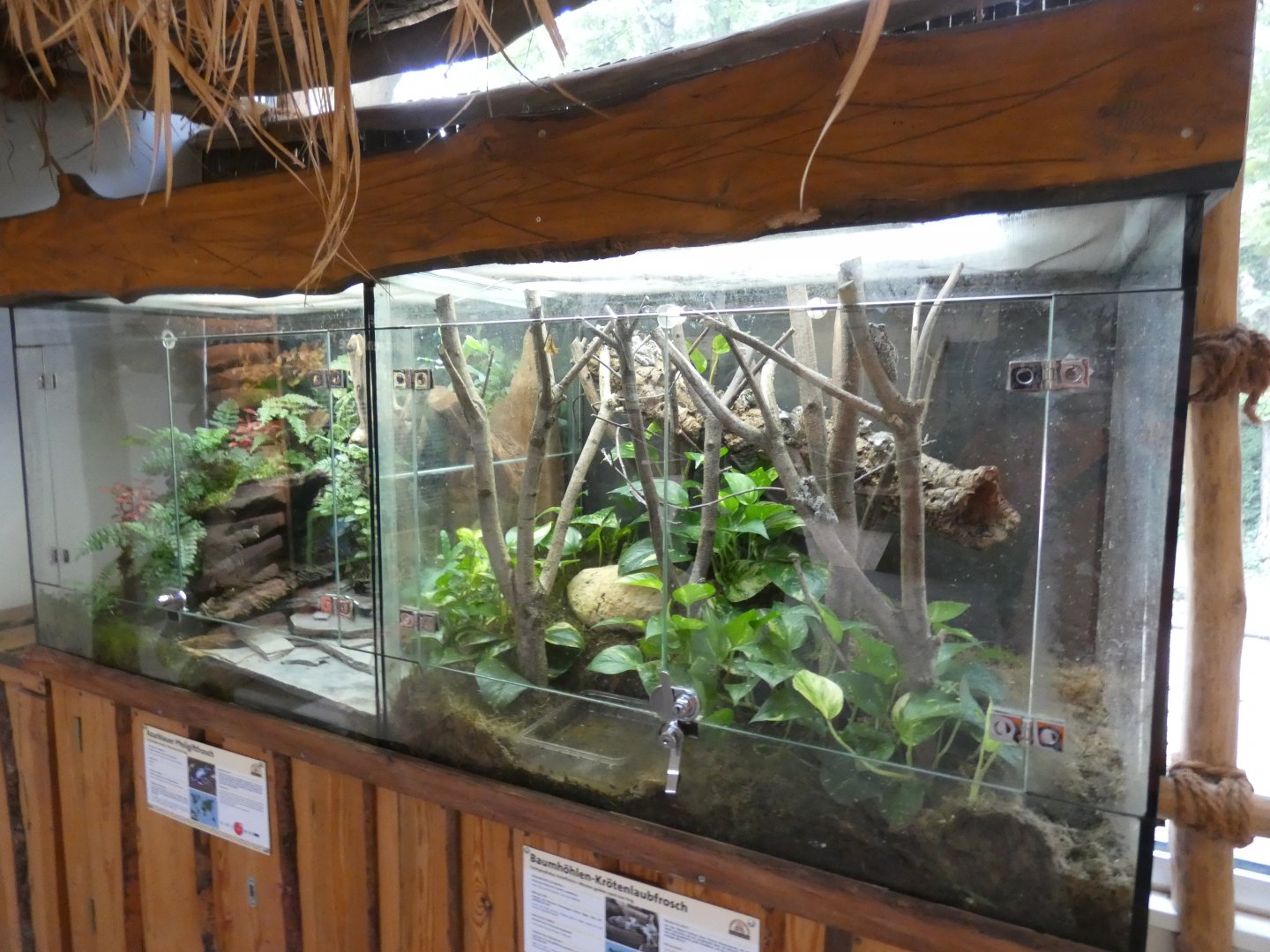 Amazon Milk Frog and Blue Poison Dart Frog exhibits