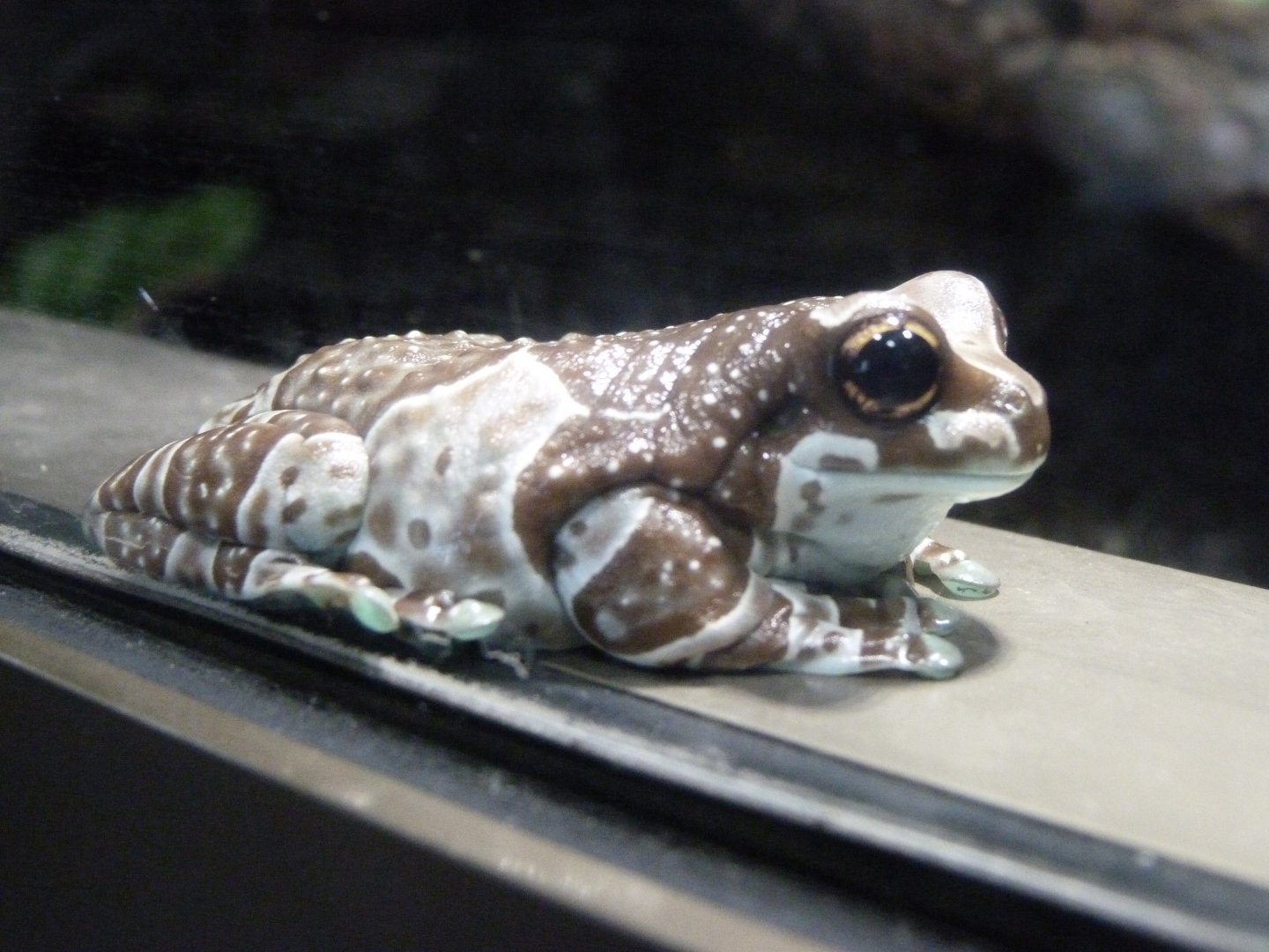 Amazon milk frog -Aquarium Berlin (2024)
