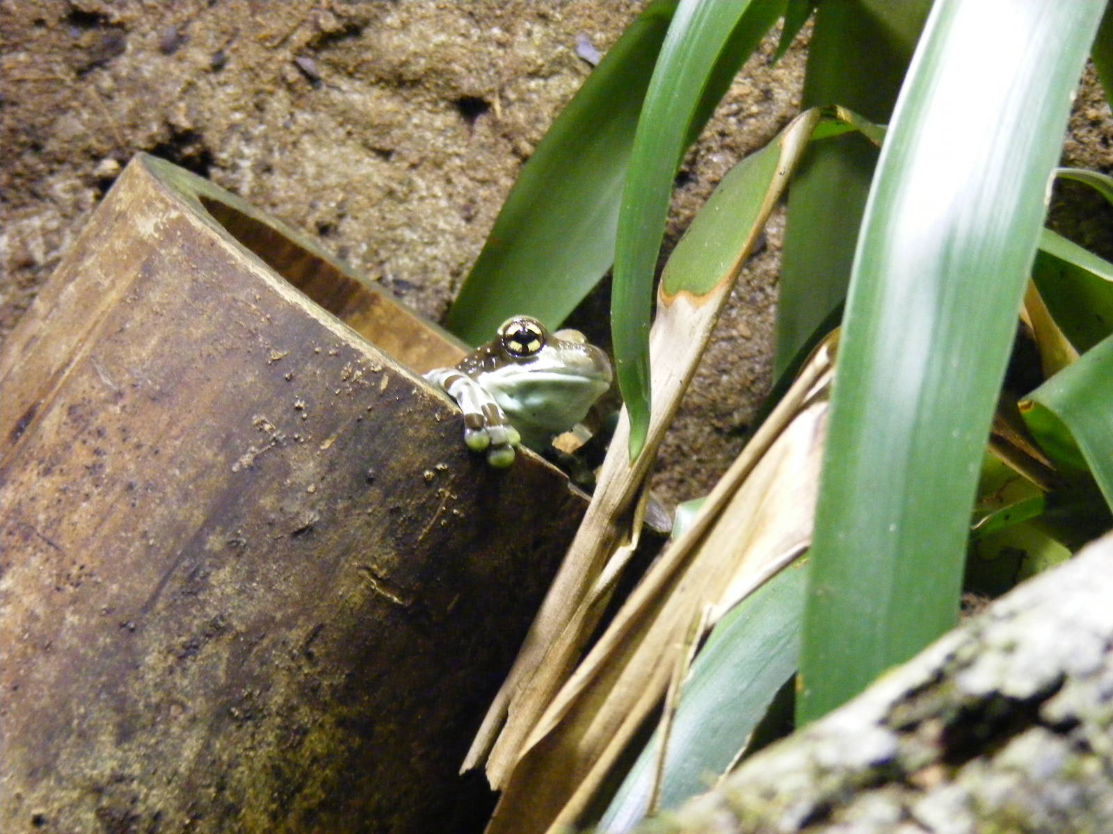 Amazon milk frog at Paignton Zoo, 31 December 2010