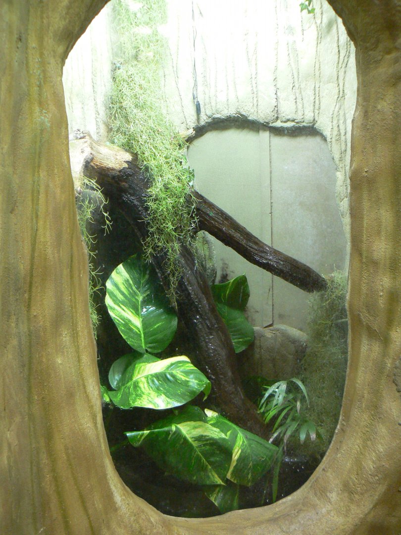 Amazon Milk Frog Enclosure - 28 March 2018