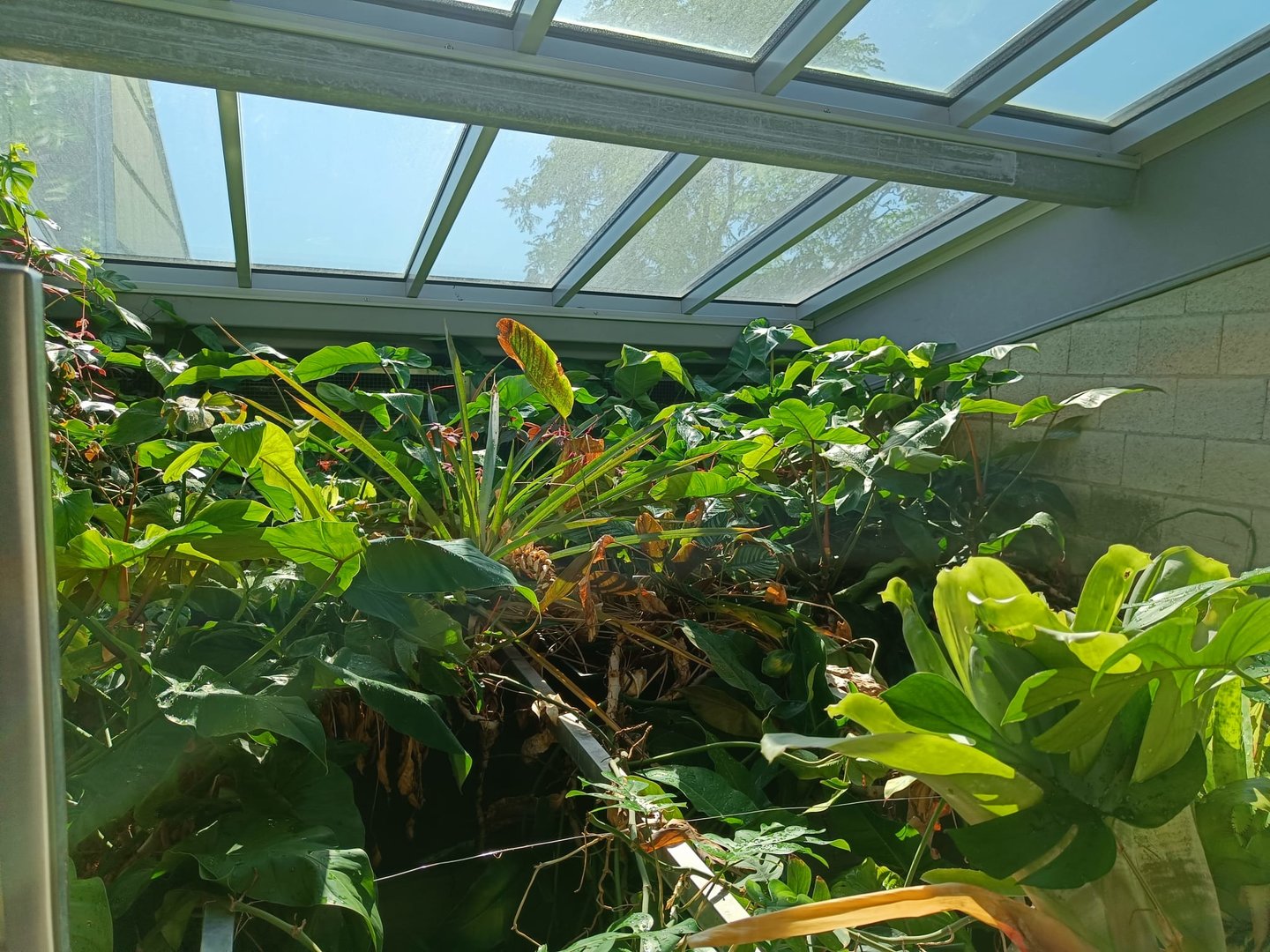 Amazon Milk Frog Enclosure