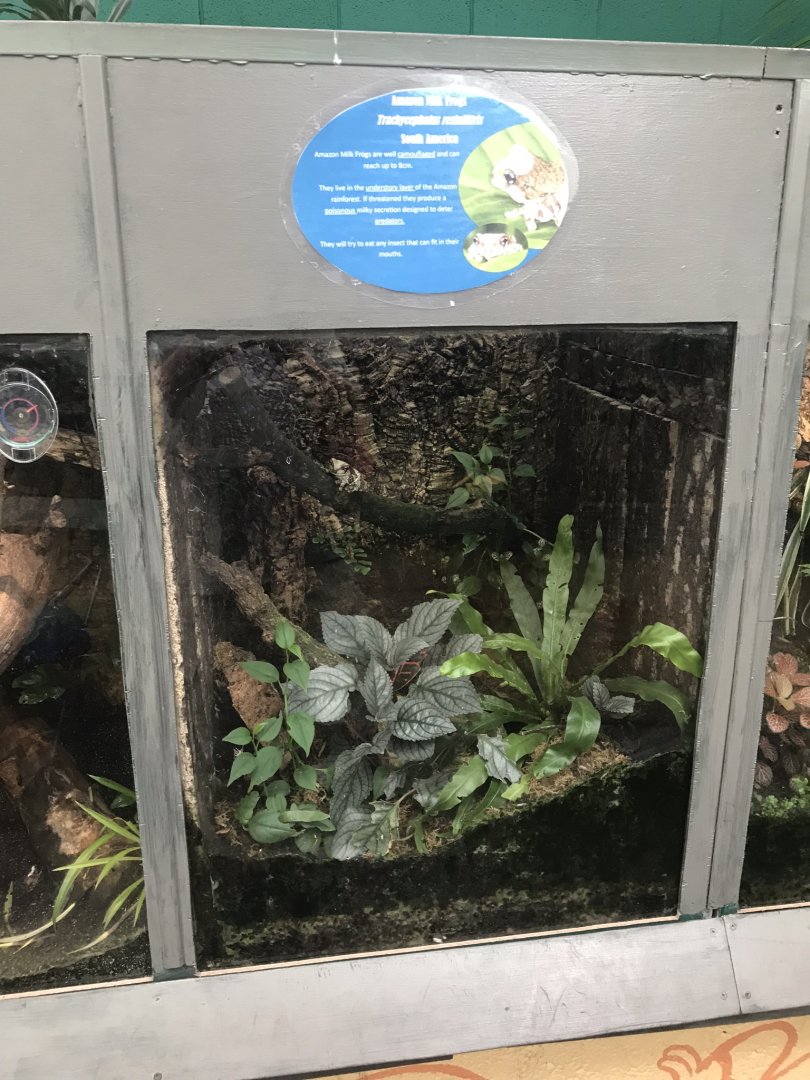 Amazon milk frog exhibit 130719
