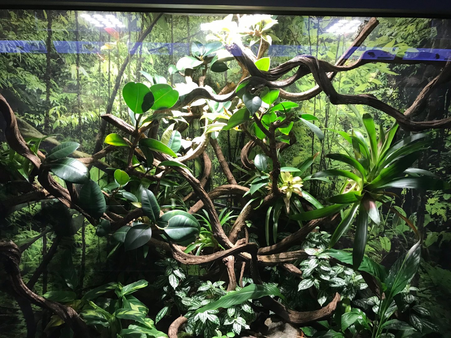 Amazon milk frog exhibit 270118