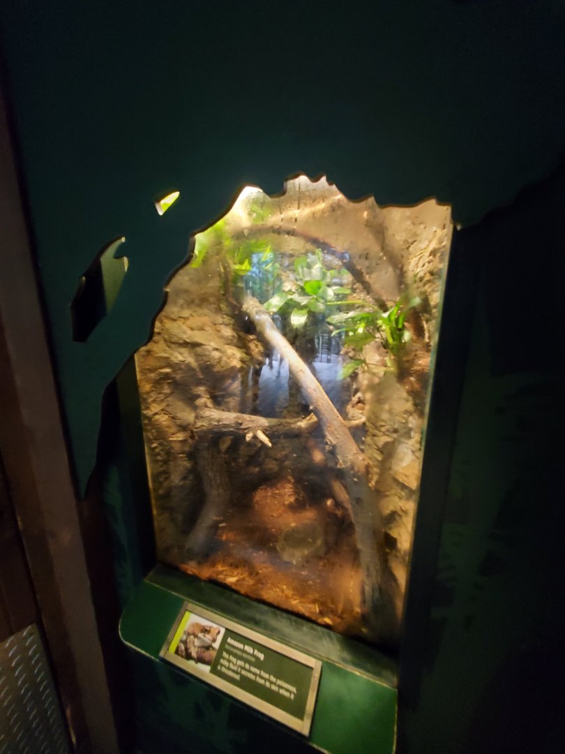 Amazon Milk Frog Exhibit - August 2021