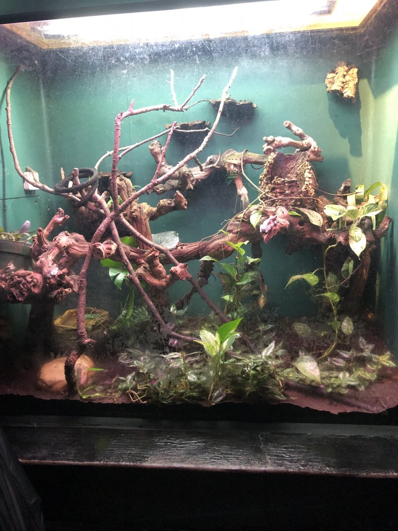 Amazon Milk Frog Exhibit