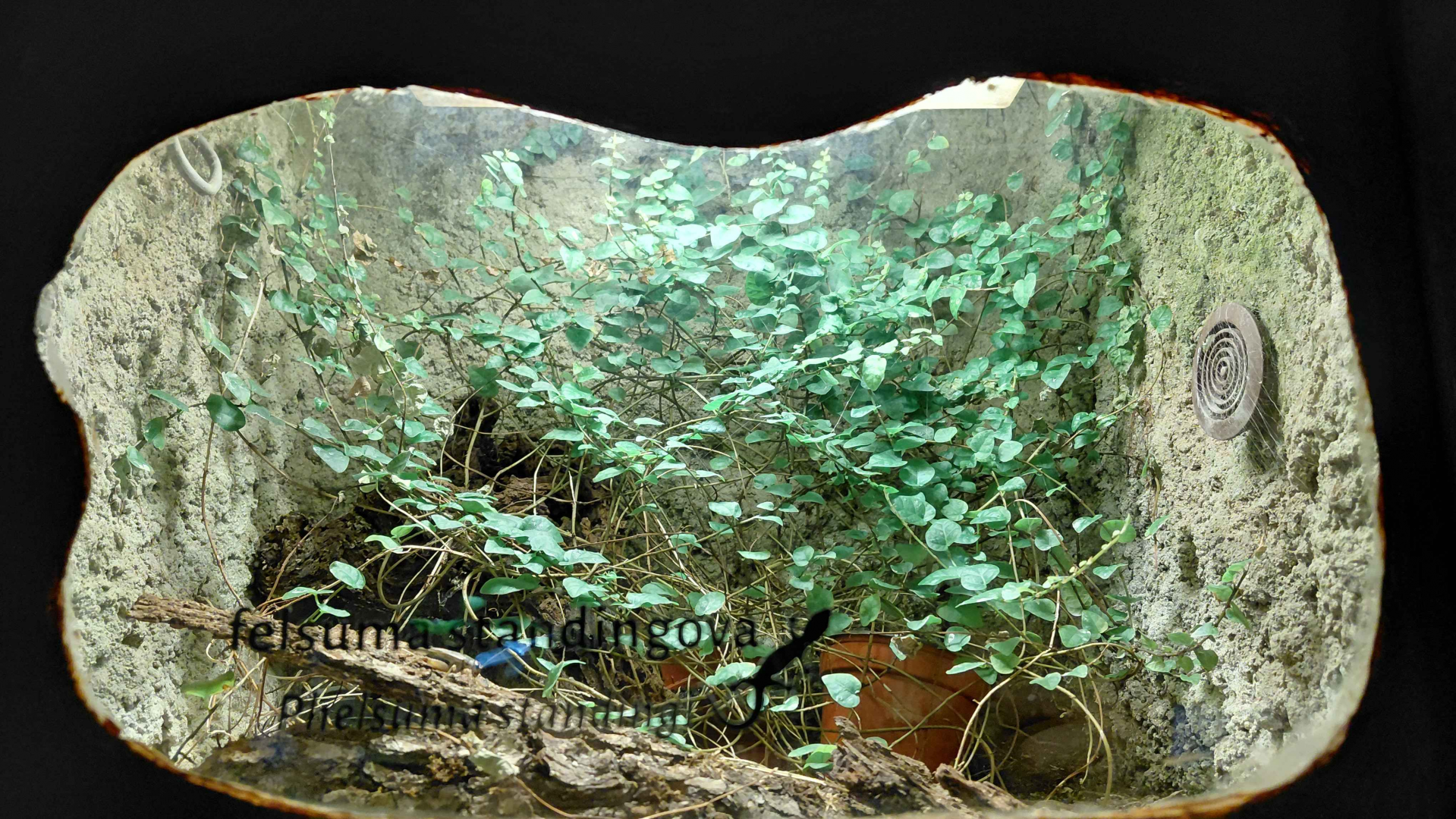 Amazon milk frog exhibit