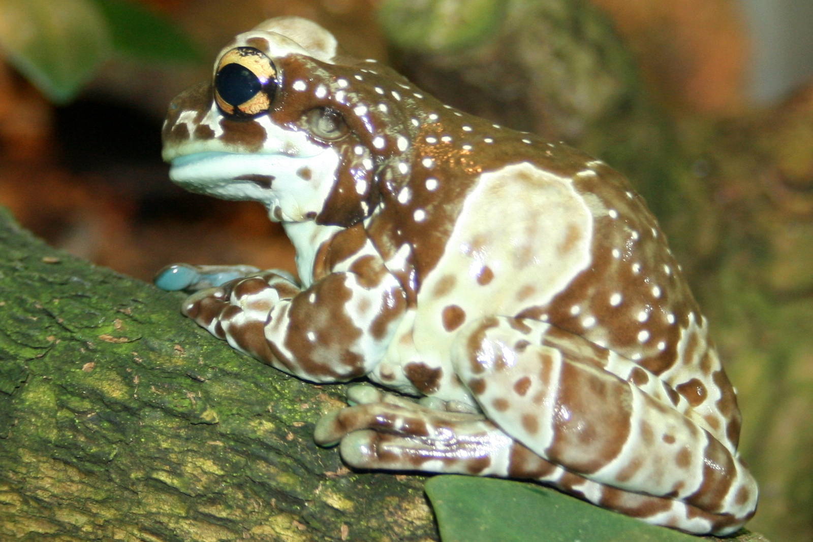 Amazon milk frog; Frankfurt; 8th September 2010