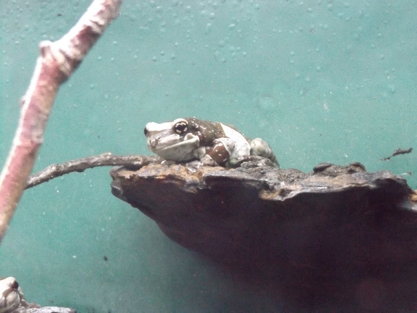 Amazon Milk Frog (new in 2020)