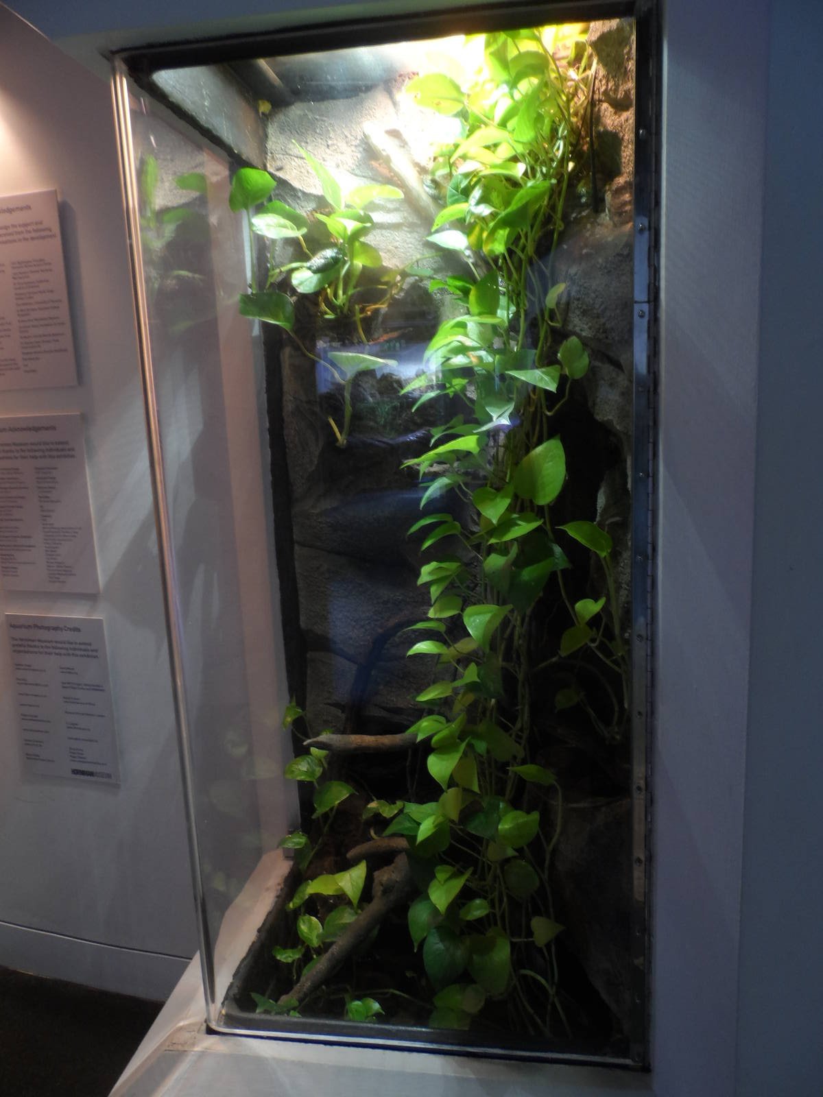 Amazon Milk Frog Terrarium