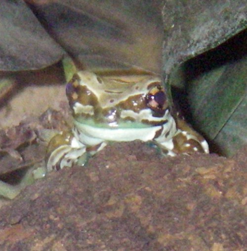 Amazon milk frog (Trachycephalus resinfictrix)