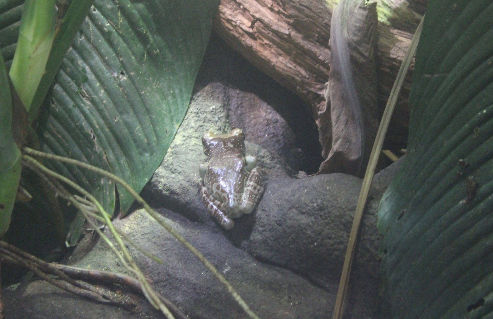 Amazon milk frog - Trachycephalus resinfictrix