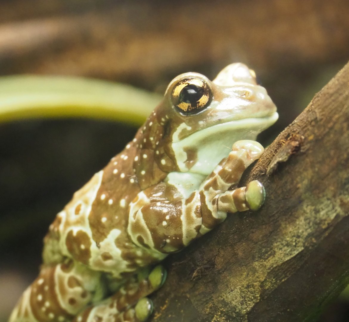 Amazon milk frog (Trachycephalus resinifictrix), 2022-03-16