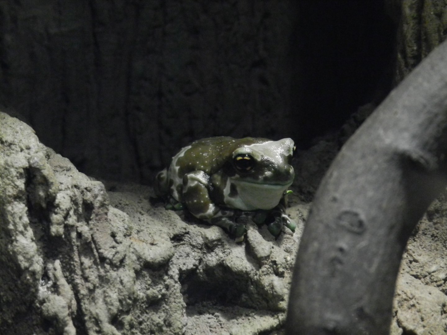 Amazon Milk Frog (Trachycephalus resinifictrix) at Central Florida Zoo and Botanical Gardens