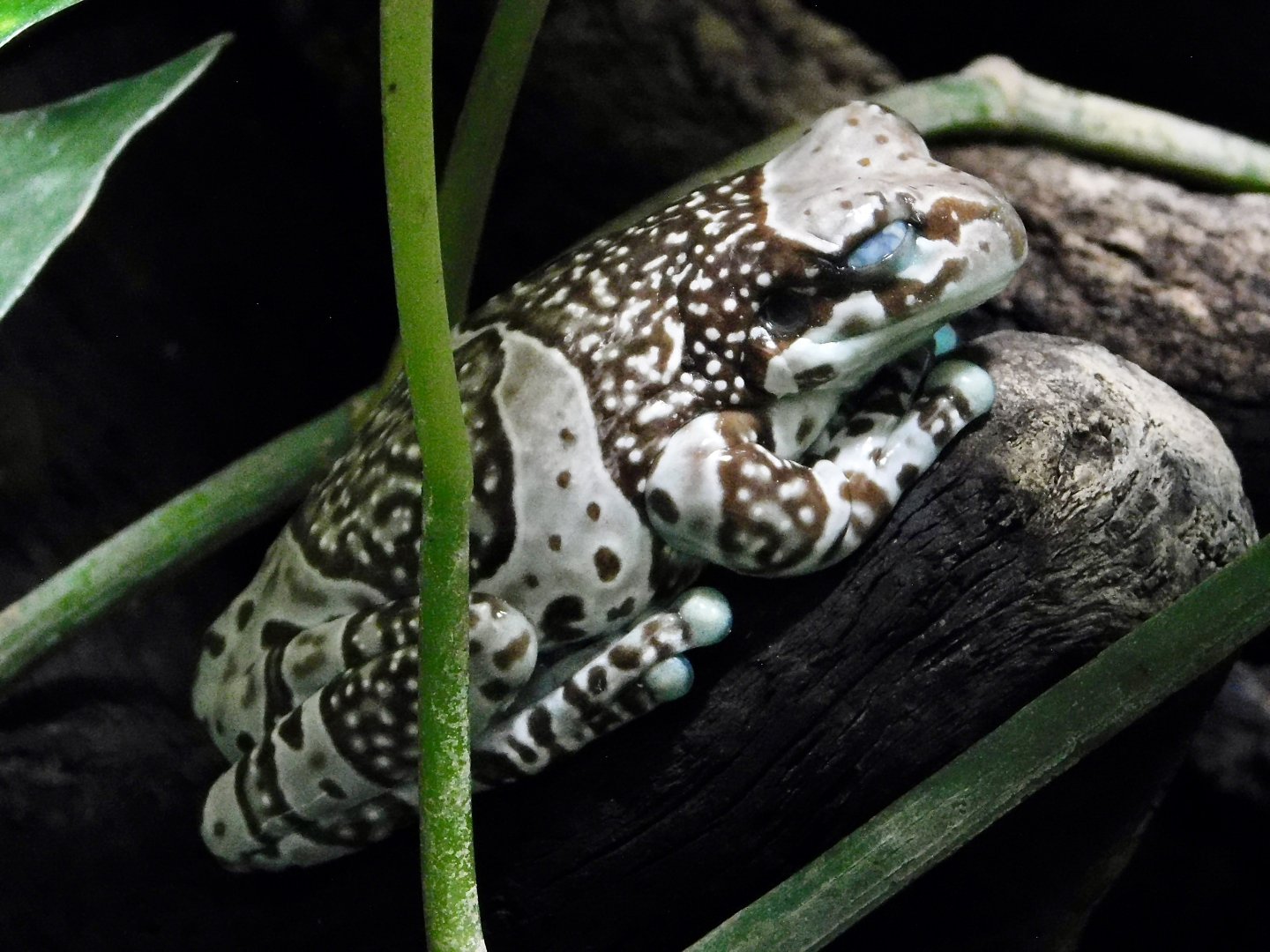 Amazon Milk Frog (Trachycephalus resinifictrix) - Kawasui Kawasaki Aquarium October 21, 2025