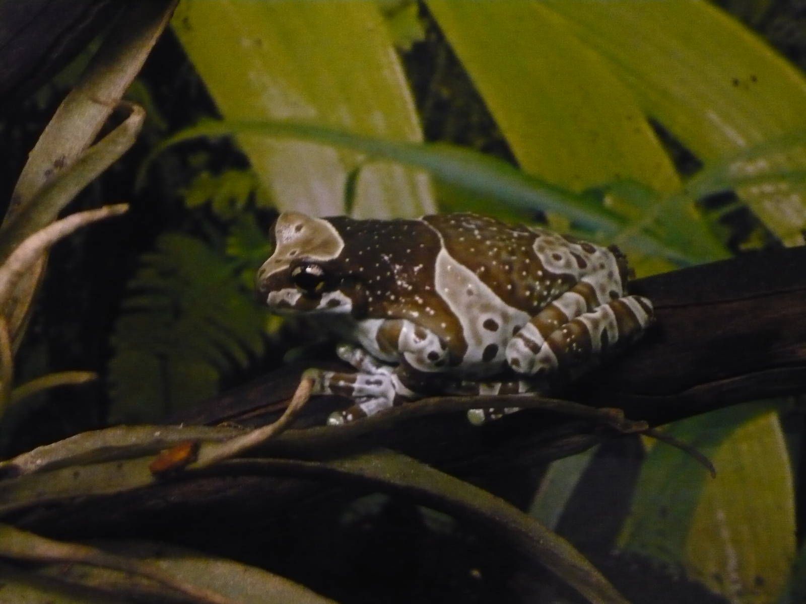 Amazon milk frog (Trachycephalus resinifictrix)