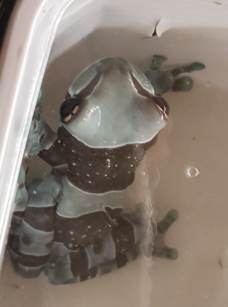 Amazon milk frog - Trachycephalus resinifictrix