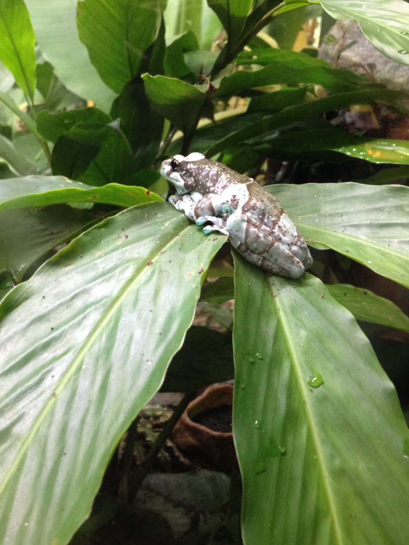 Amazon Milk Frog (Trachycephalus resinifictrix)