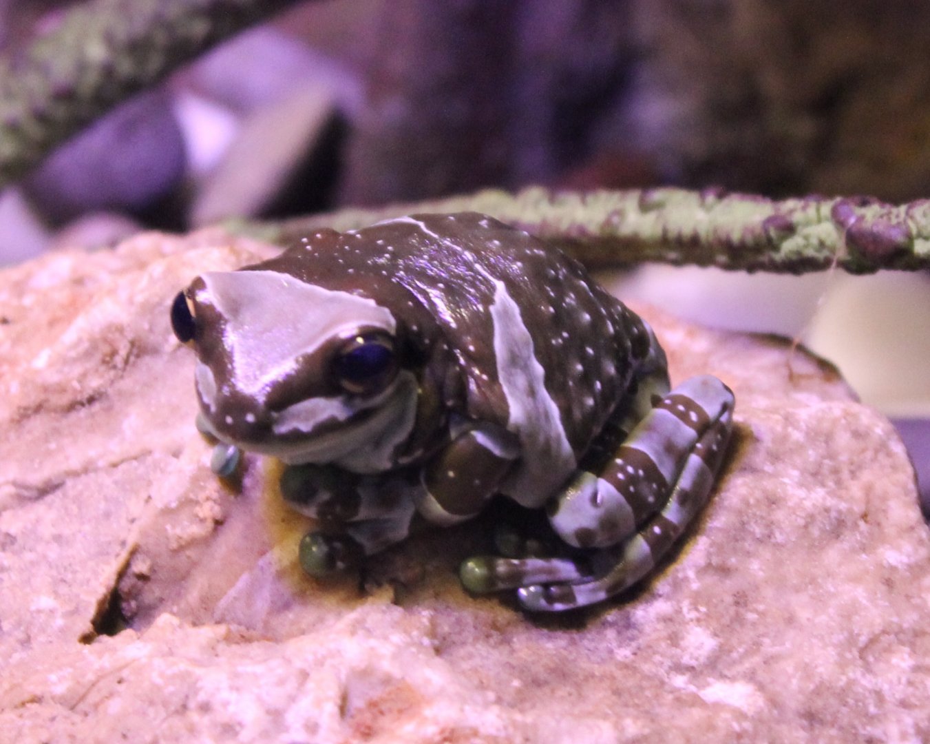 Amazon milk frog - Trachycephalus resinifictrix