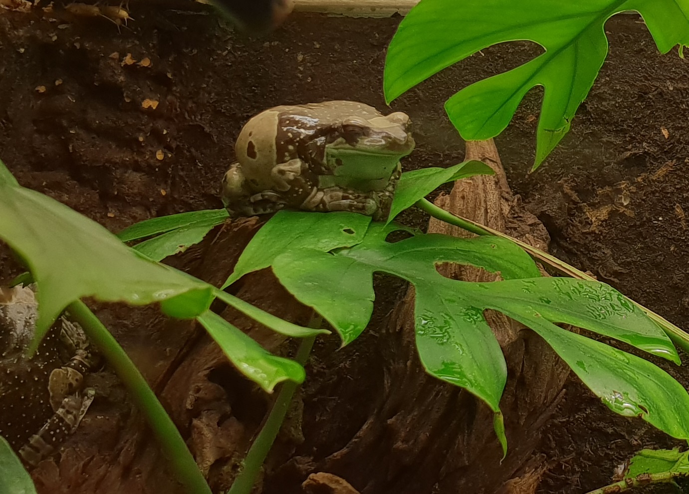 Amazon milk frog - Trachycephalus resinifictrix