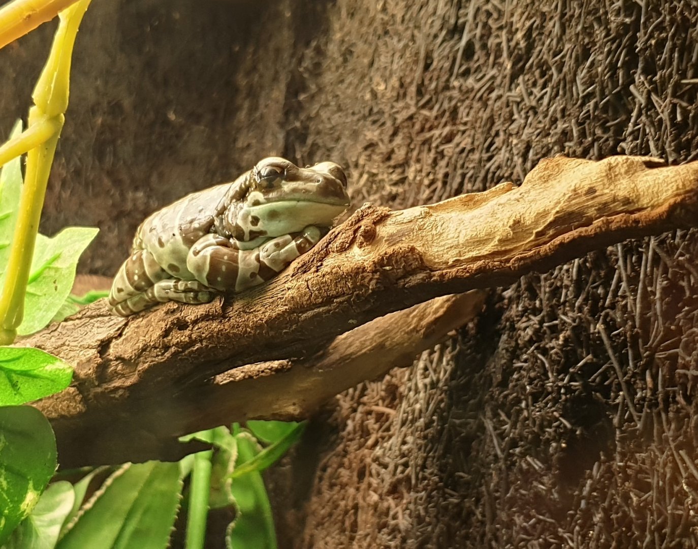 Amazon milk frog - Trachycephalus resinifictrix