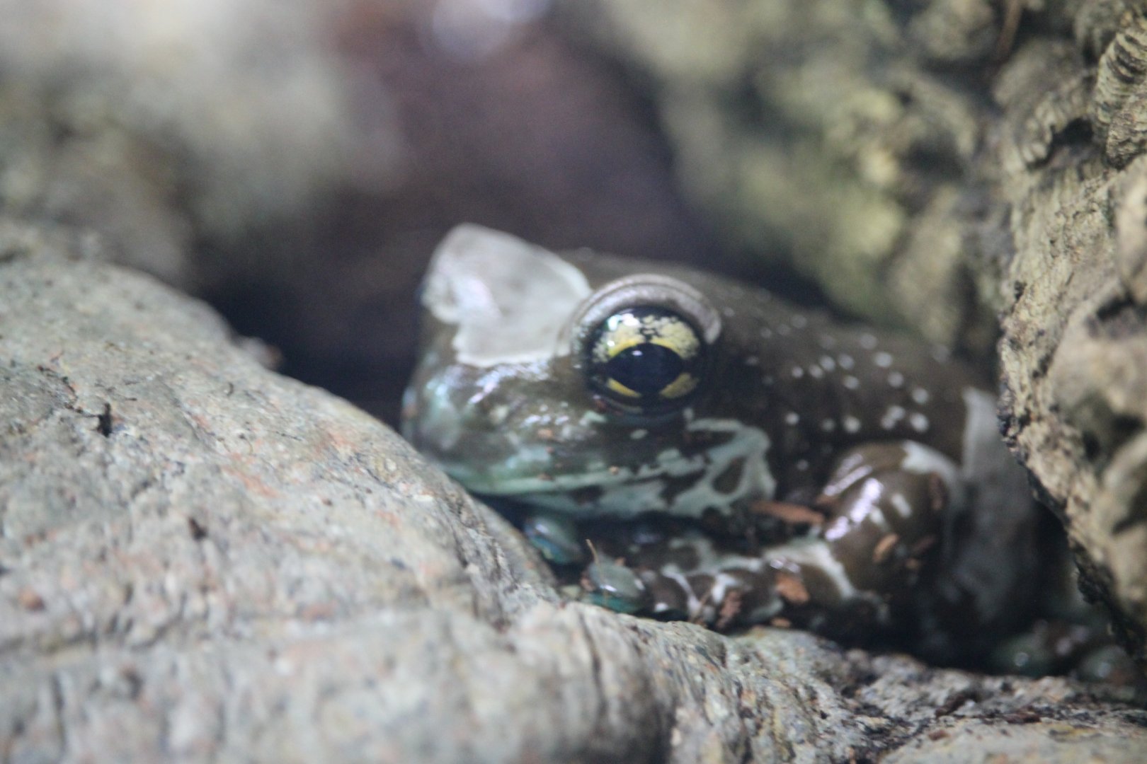 Amazon milk frog (Trachycephalus resinifictrix)