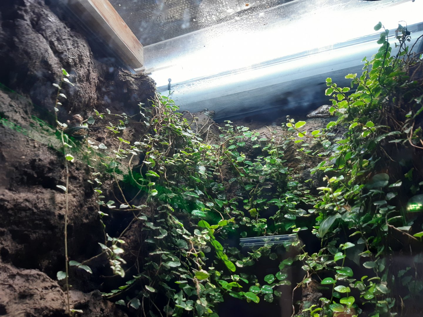 Amazon Milk Frog (Trachycephalus resinifictrix)