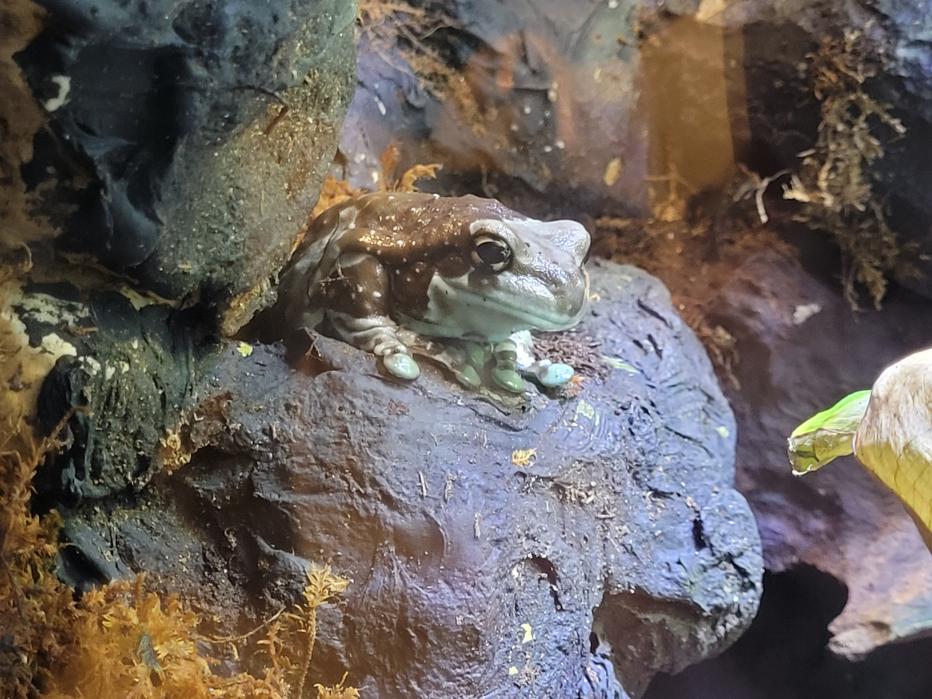 Amazon milk frog (Trachycephalus resinifictrix)