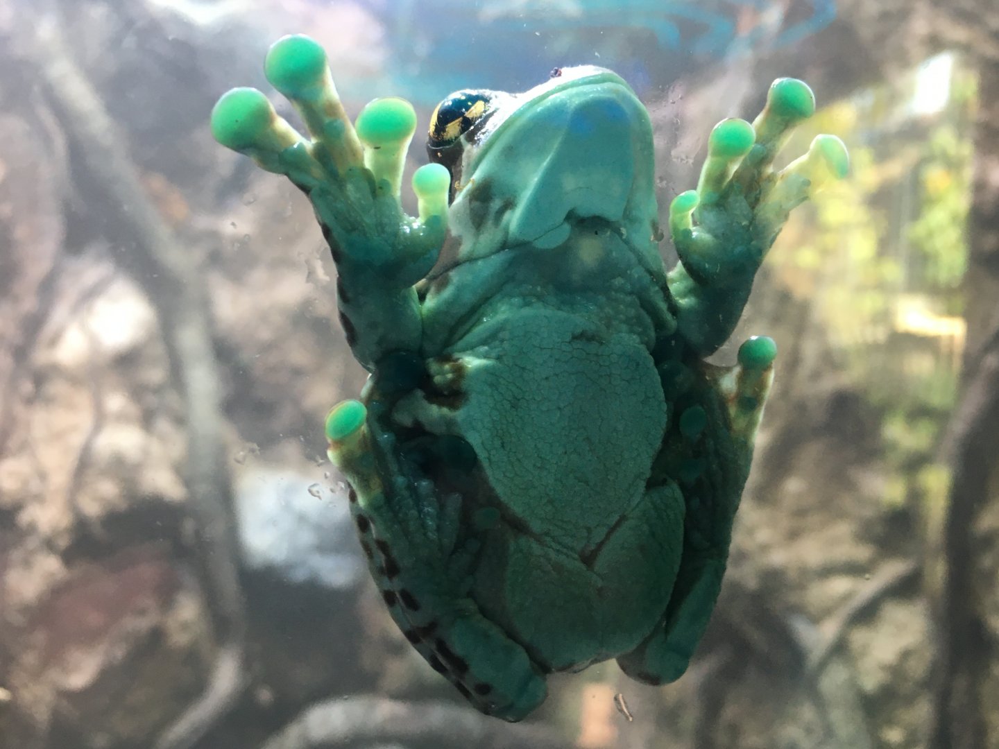 Amazon Milk Frog (Trachycephalus resinifictrix)
