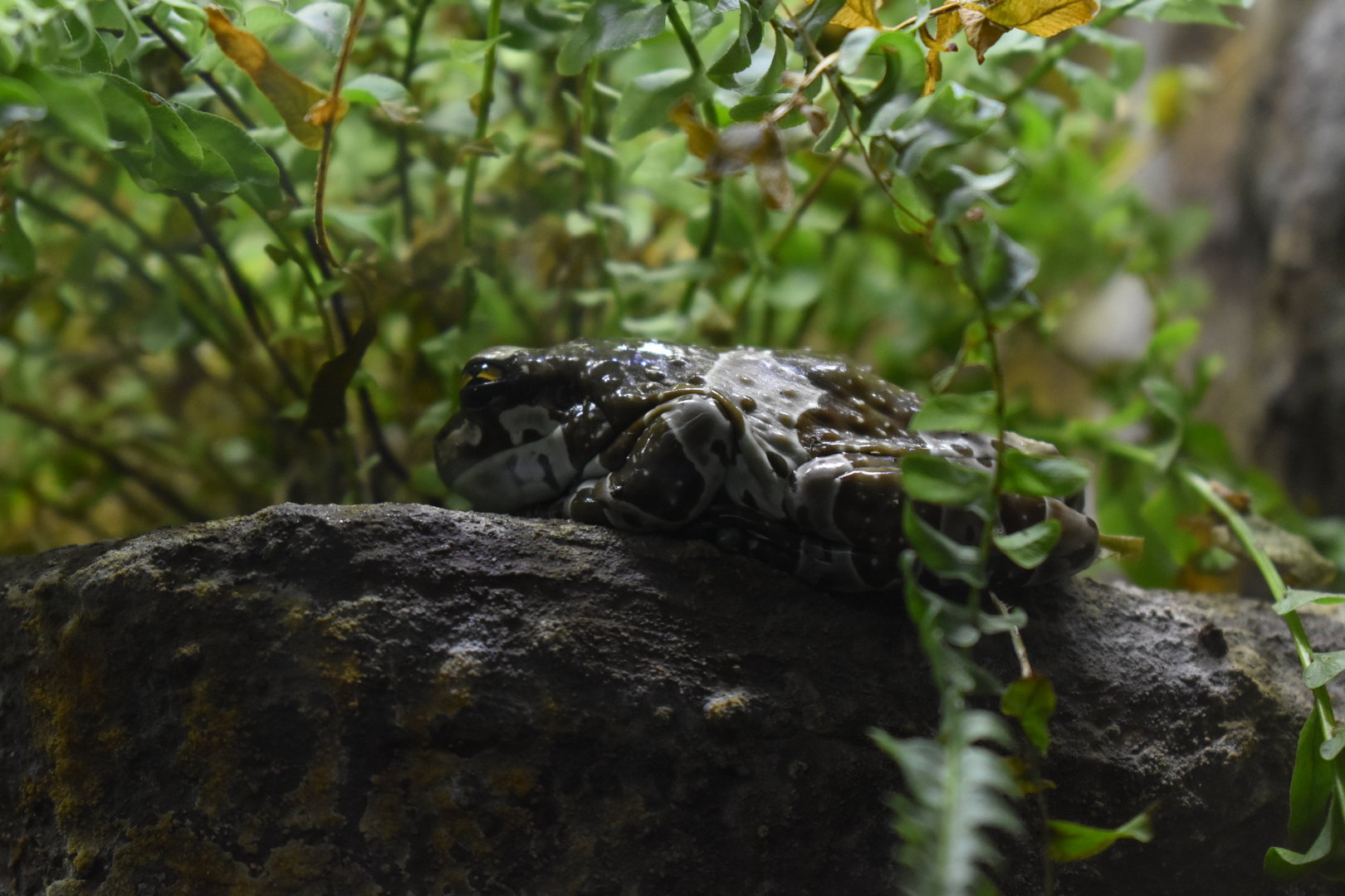 Amazon milk frog (Trachycephalus resinifictrix)