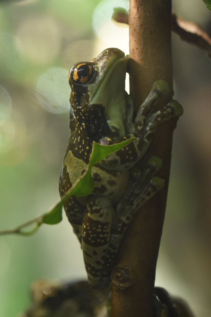 Amazon milk frog (Trachycephalus resinifictrix)