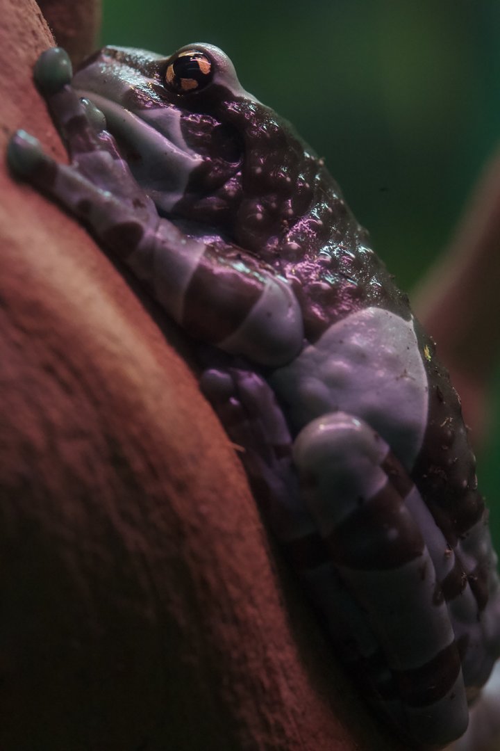 Amazon Milk Frog/ Trachycephalus resinifictrix