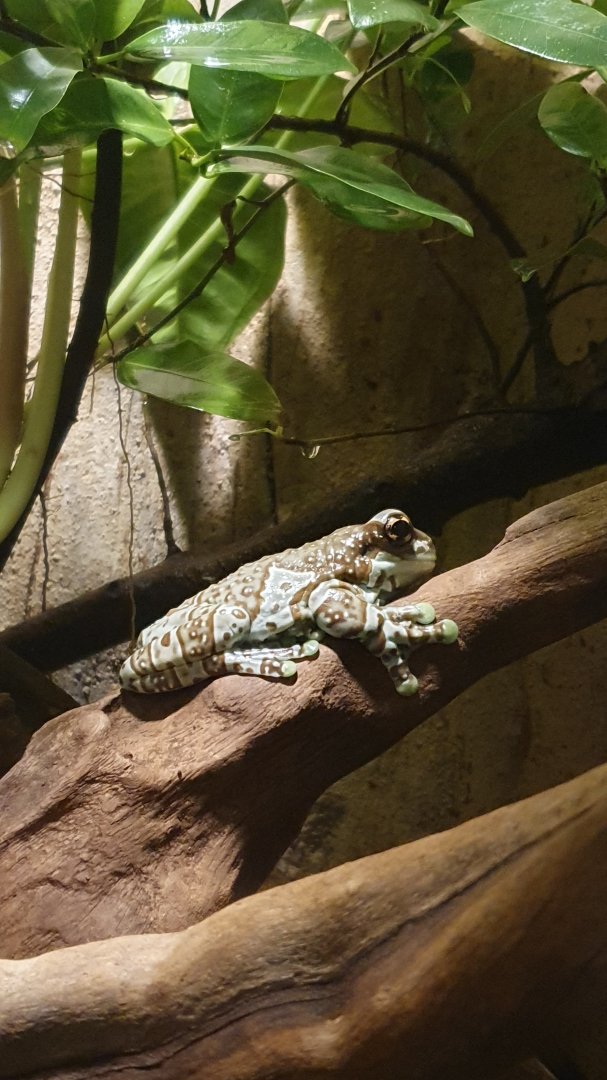 Amazon Milk Frog (Trachycephalus resinifictrix)