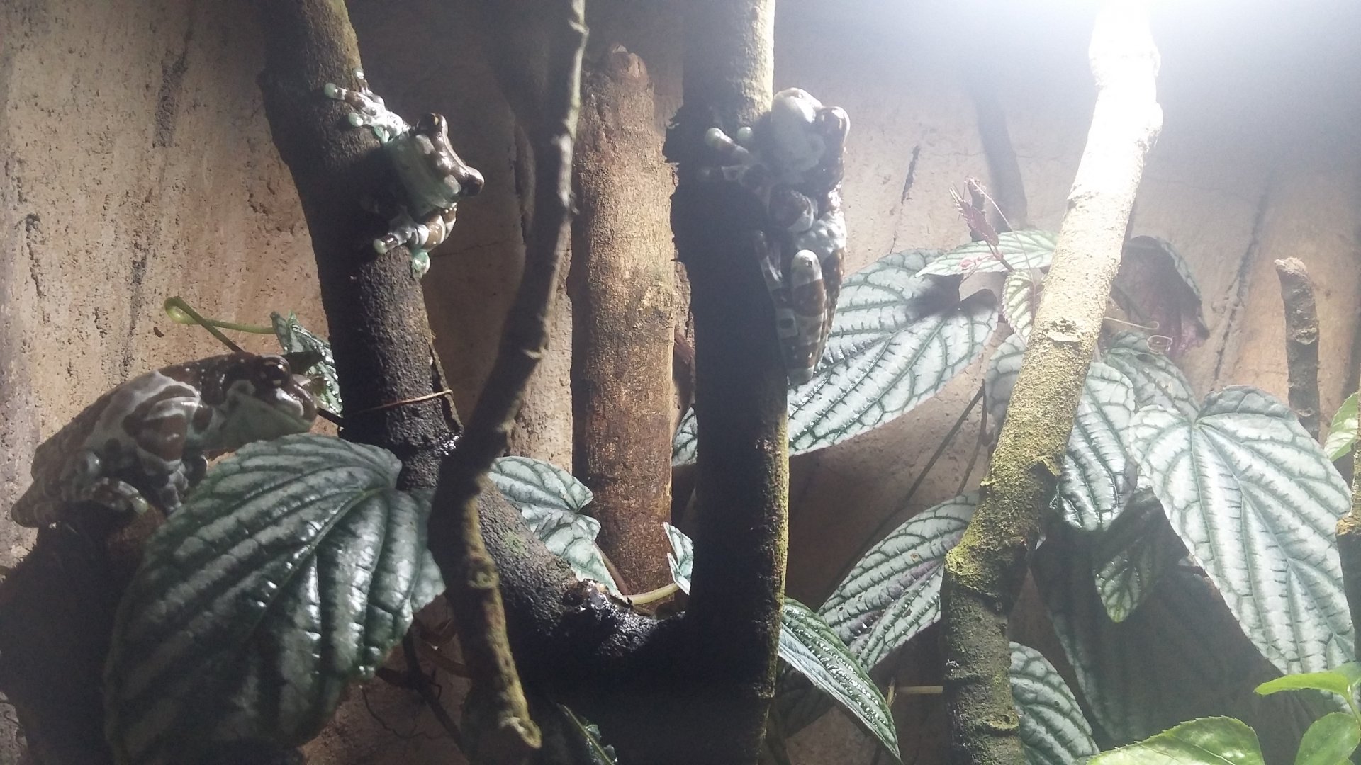 Amazon milk frog (Trachycephalus resinifictrix)