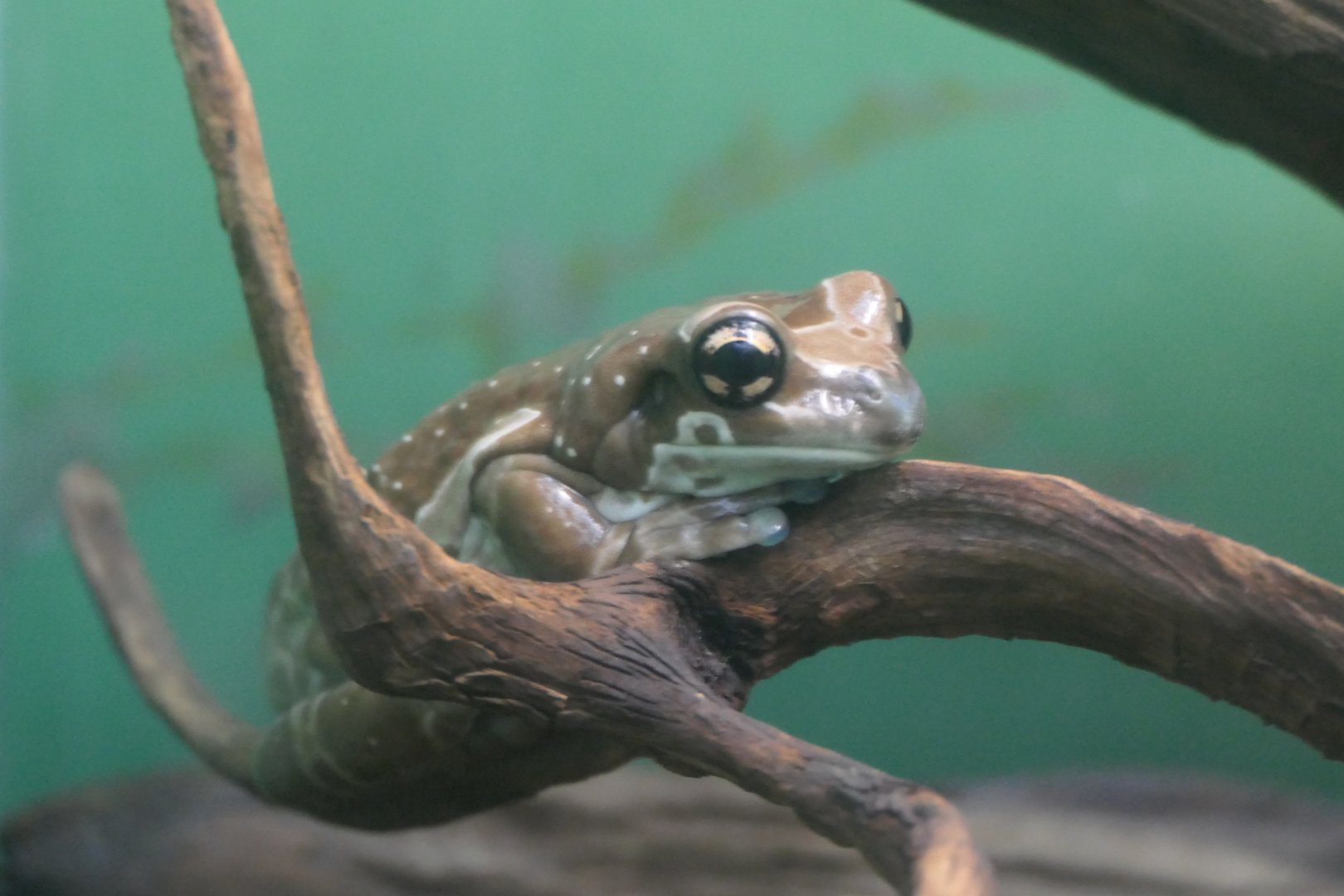 Amazon Milk Frog (Trachycephalus resinifictrix)