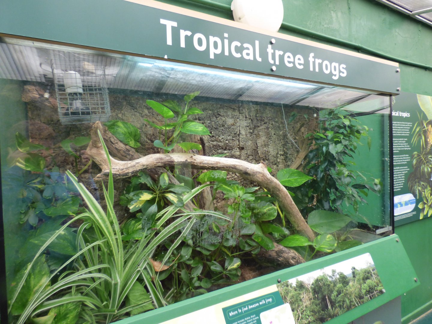 Amazon Milk Frog Vivarium