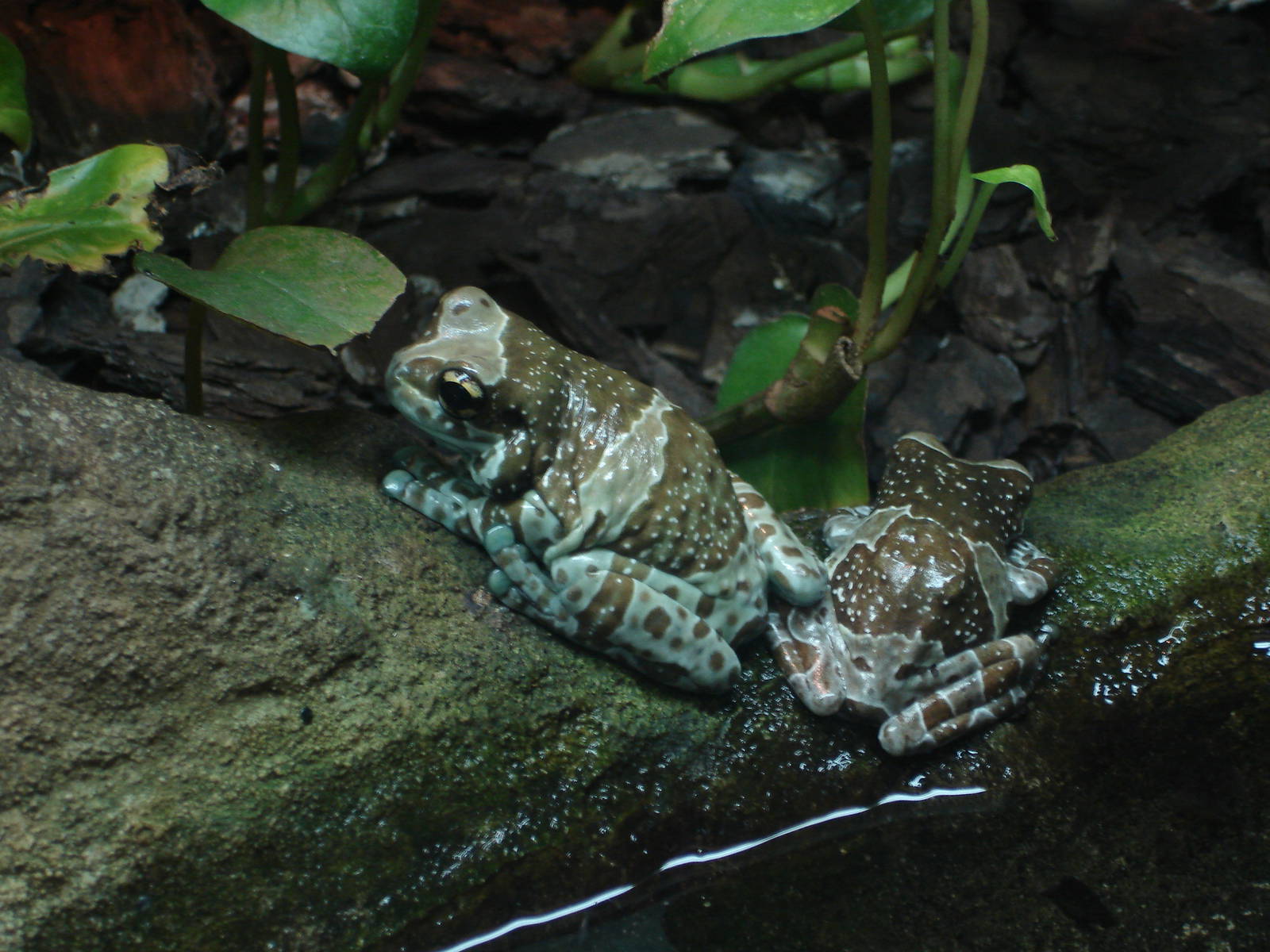 Amazon Milk Frog