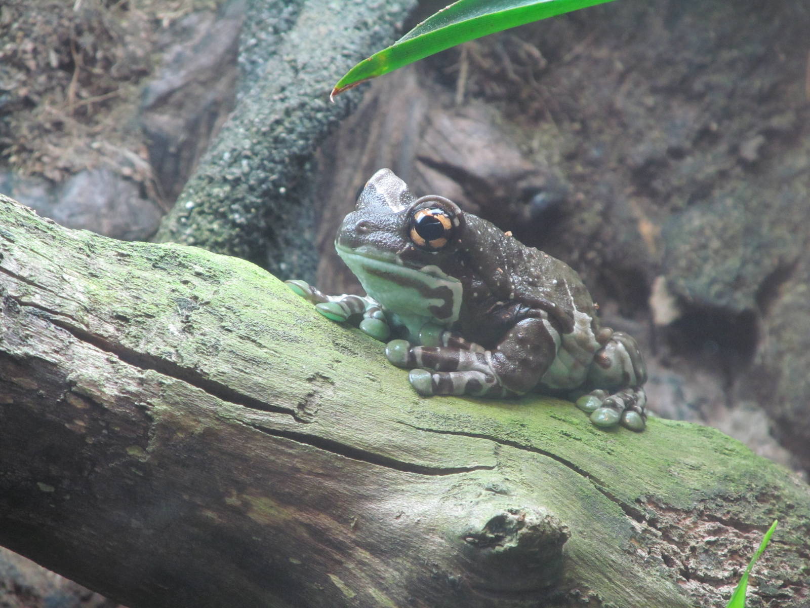 Amazon Milk Frog