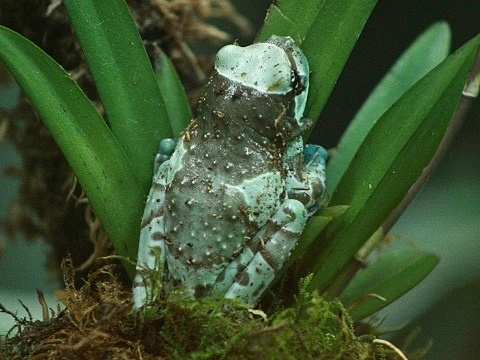 Amazon Milk Frog