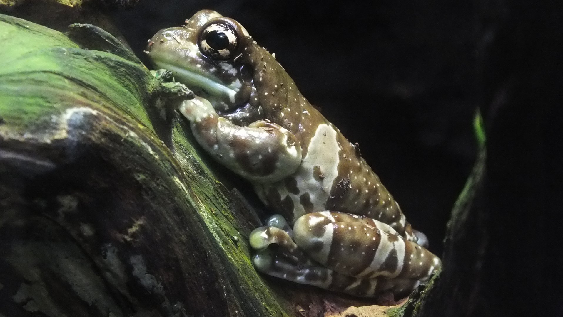 Amazon Milk Frog