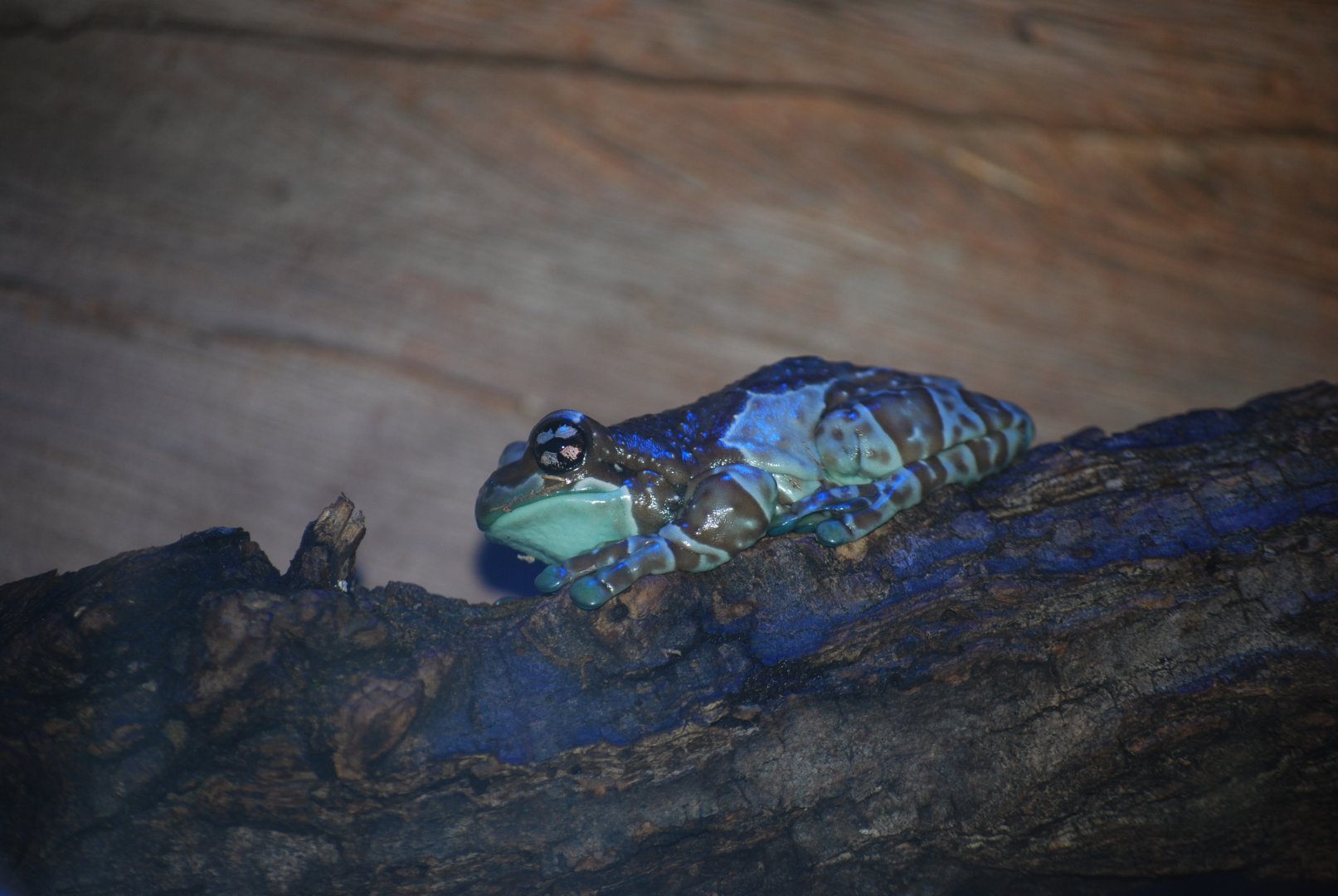 Amazon Milk Frog