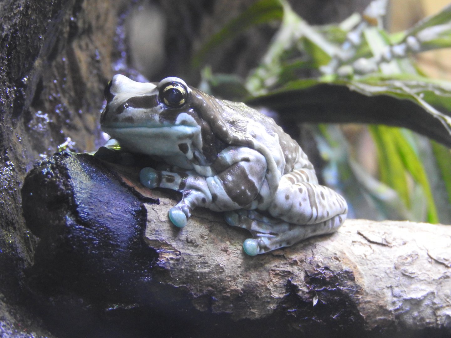 Amazon Milk Frog