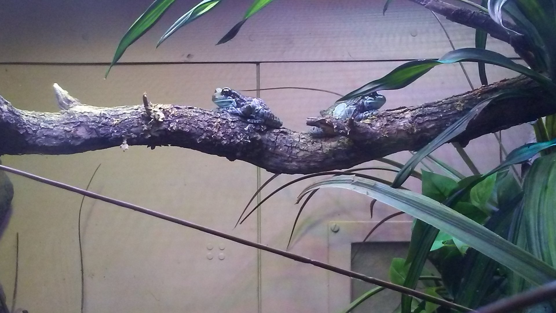 Amazon milk frog