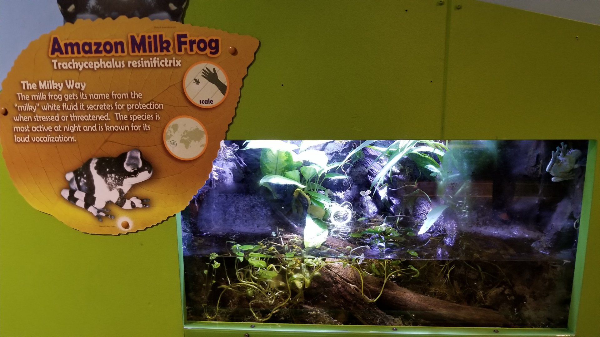 Amazon Milk Frog