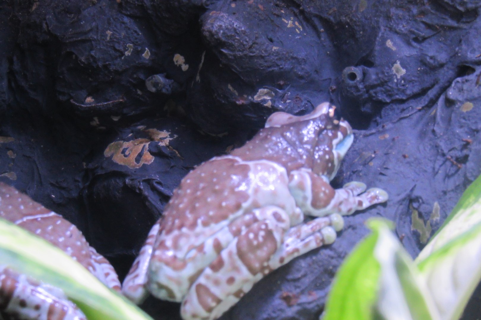 Amazon milk frog