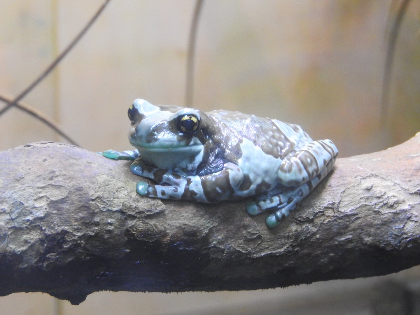 Amazon Milk Frog